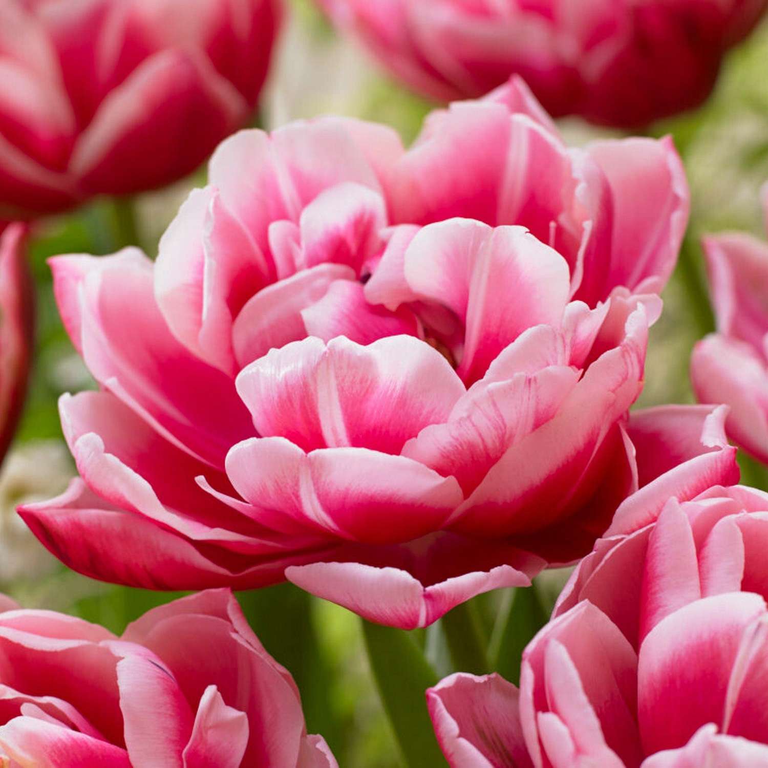 Tulpe 'Columbus' - Tulipaner